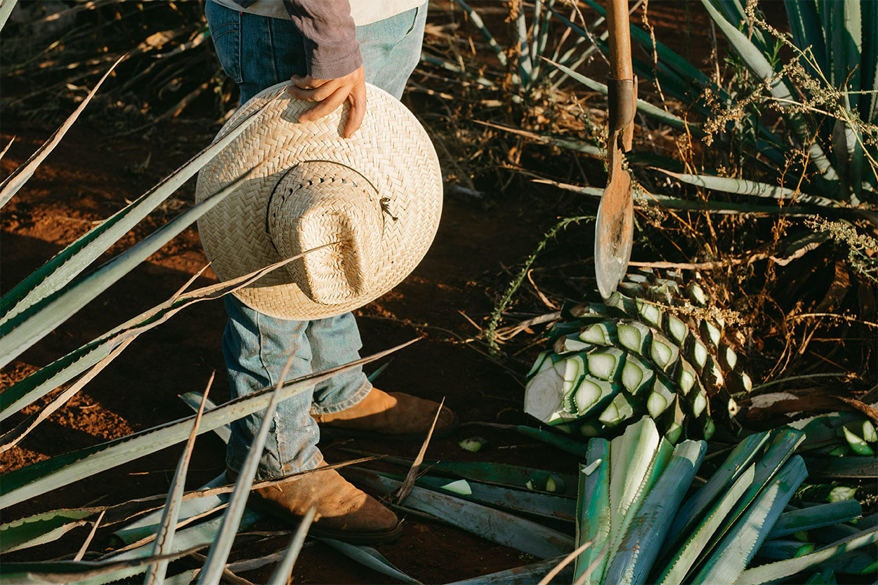 jimador de pie en campo de agave azul jalisco