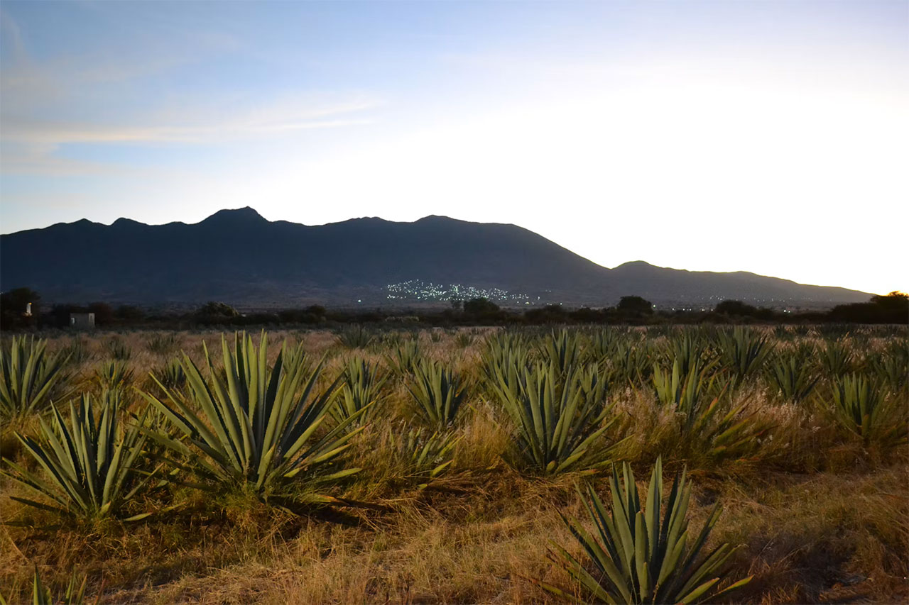 Campo de agave con montañas, materia prima del mezcal