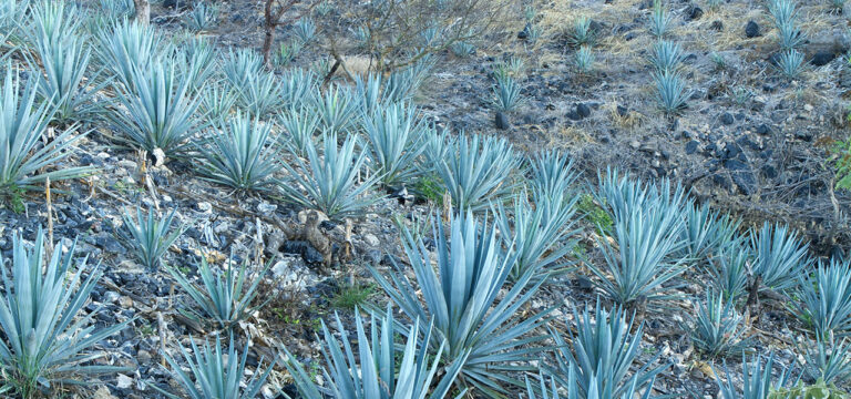 Campo de agave azul usado para producir mezcal